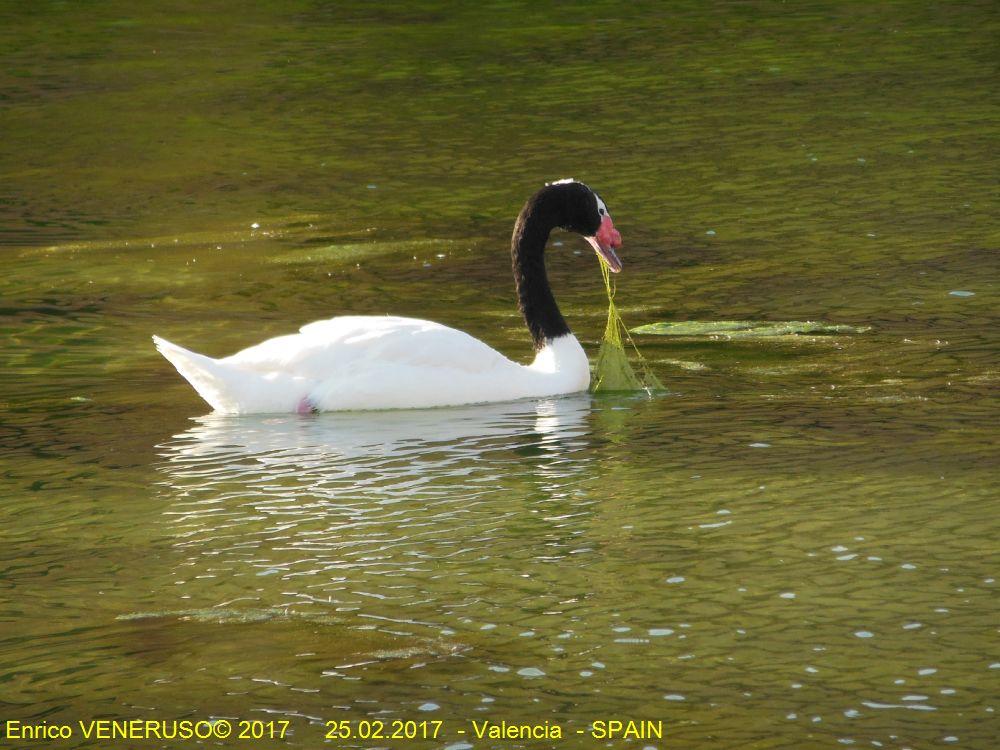 56 - Anatra vegetariana - Vegetarian duck